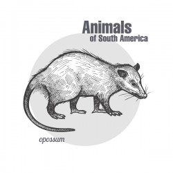 Animals of South America Opossum