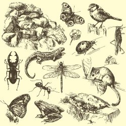 insect with small animals hand drawn vector