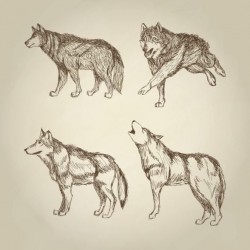 Wolf hand drawing design vector material 08