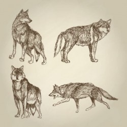 Wolf hand drawing design vector material 10