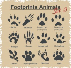 Animal footprints design set vector 01