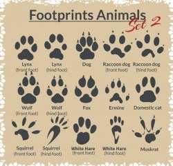 Animal footprints design set vector 03