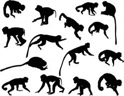 animal monkey silhouette vector 01
