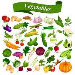 Different vagetables vector