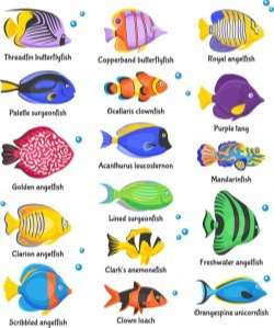 Beautiful tropical fish vector set 01