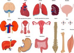 Human visceral organs illustration vectors set 01
