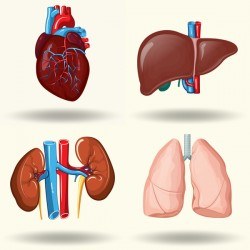 Human visceral organs illustration vectors set 03