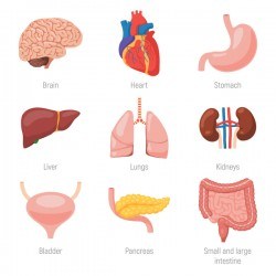 human visceral organs illustration vectors set 04