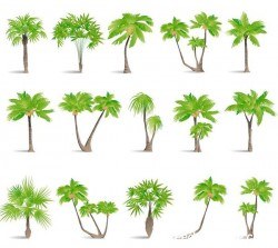 tropical tree illustration vector 03
