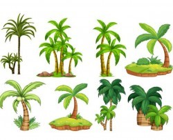 tropical tree illustration vector 04