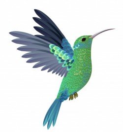 Beautiful flying hummingbird