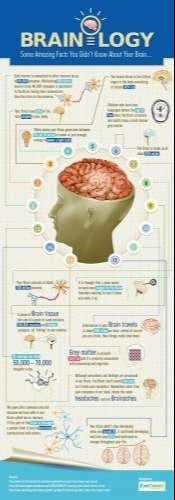 Brainology: 15 Intriguing Facts About Your Brain [Infographic] | Bit Rebels