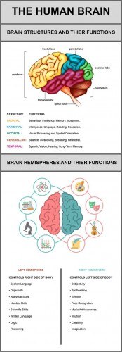 The Human Brain