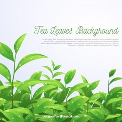 Tea leaves background in realistic style