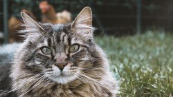 Wallpaper cat