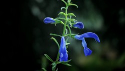 Wallpaper flower