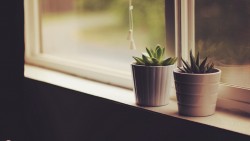 Wallpaper flower pots