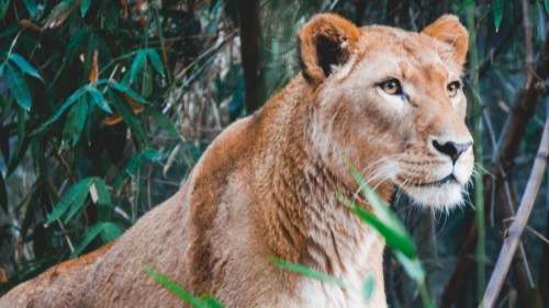 Wallpaper lioness