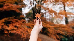 Wallpaper maple