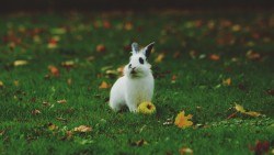 Wallpaper rabbit