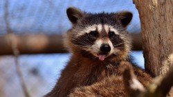 Wallpaper raccoon