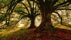 Wallpaper tree