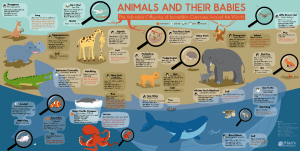 Animals and Their Babies