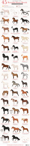 45 Beautiful Horse Breeds