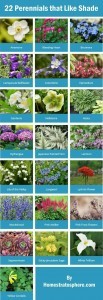 22 perennials that like shade