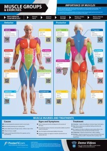 Muscle Groups & Exercises Gym Poster