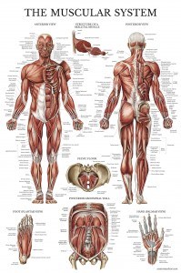 Muscular System Anatomical Poster