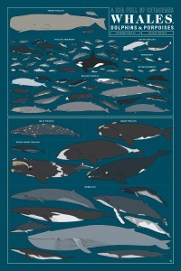 A SEA FULL OF CETACEANS: WHALES, DOLPHINS, AND PORPOISES