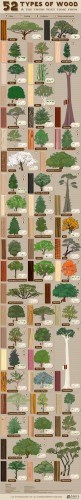 52 Types of Wood and the Trees They Come From