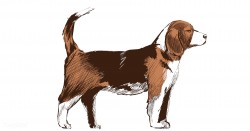 Animals Illustration Vector Art Set