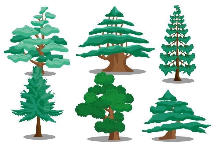 Cedar Tree Vectors