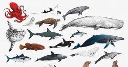 Drawing style of marine life collection