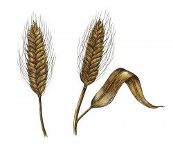 Hand drawn barley cereal grain