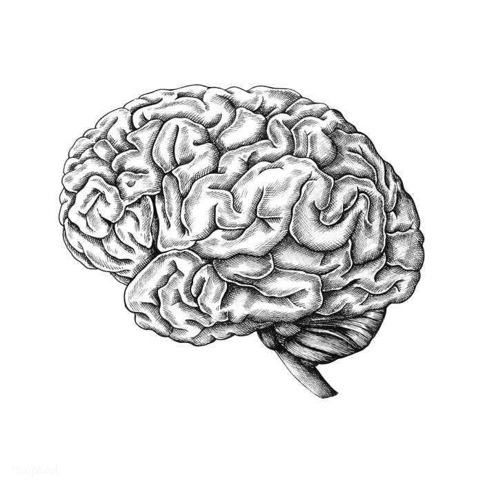 Hand drawn human brain