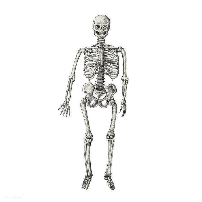 Hand drawn sktech of a human skeleton