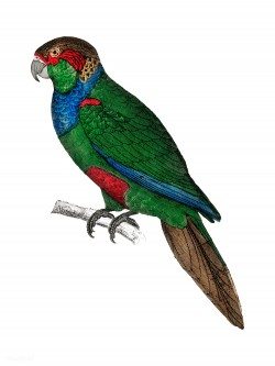 The History of the Earth and Animated Nature – Parrot