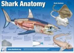Shark Muscle Anatomy