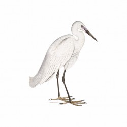 Vintage animal illustration