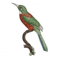 Vintage bird illustration