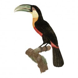 Vintage bird illustration