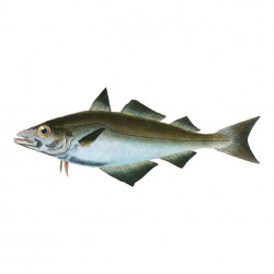 Vintage fish illustration