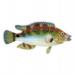Vintage fish illustration