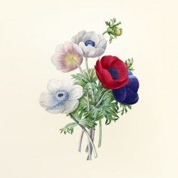 Vintage flower illustration