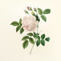 Vintage flower illustration