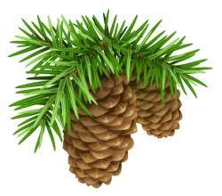 Fir-tree branch with cone christmas illustration vector 03