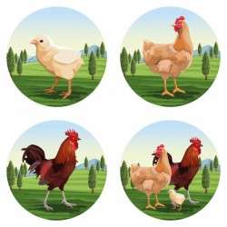 Chicken and roaster cartoons
